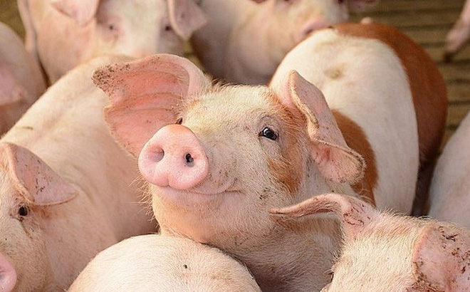Thủ tướng yêu cầu đưa giá lợn hơi về mức 60.000 đồng/kg ngay trong tháng 5
