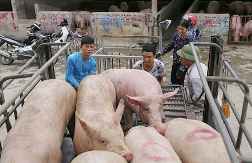 Giá lợn hơi xuống mức thấp nhất trong vòng 1 năm qua có nơi chỉ 55.000 đồng một kg