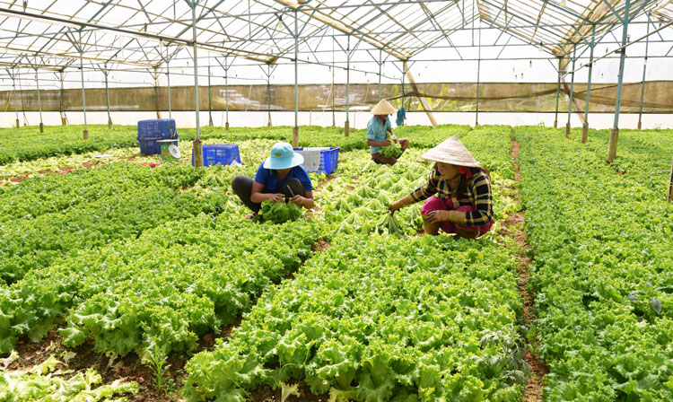 Tết Tân Sửu: Lâm Đồng cung ứng gần 800.000 tấn rau cho thị trường