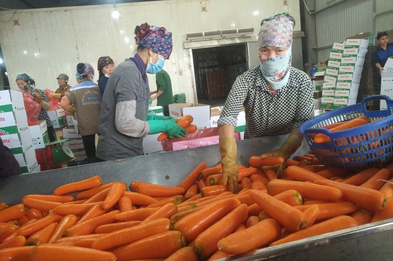 Hàn Quốc nhập khẩu cà rốt trở lại, tín hiệu mừng cho nông sản Hải Dương