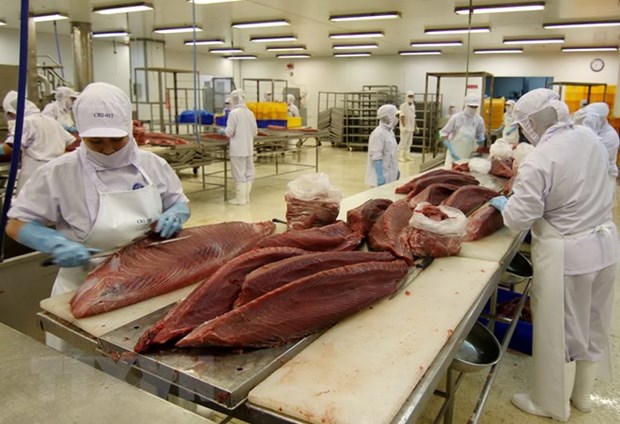 Thị phần cá ngừ Việt Nam tại Chile tăng mạnh nhờ Hiệp định CPTPP