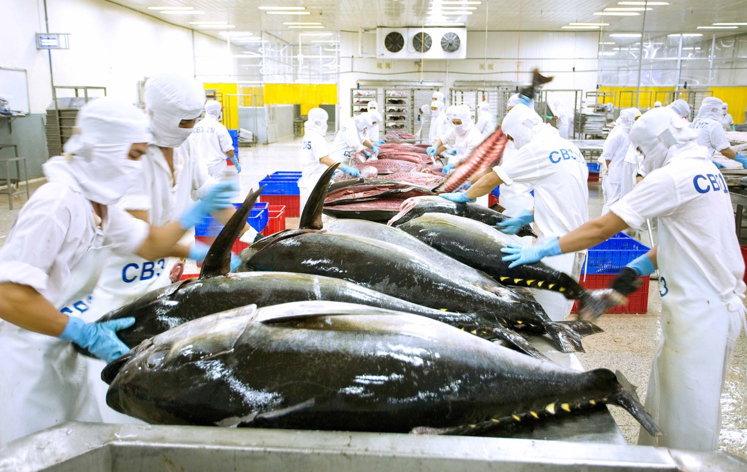 Xuất khẩu cá ngừ tiếp tục tăng cao hơn mức trước đại dịch