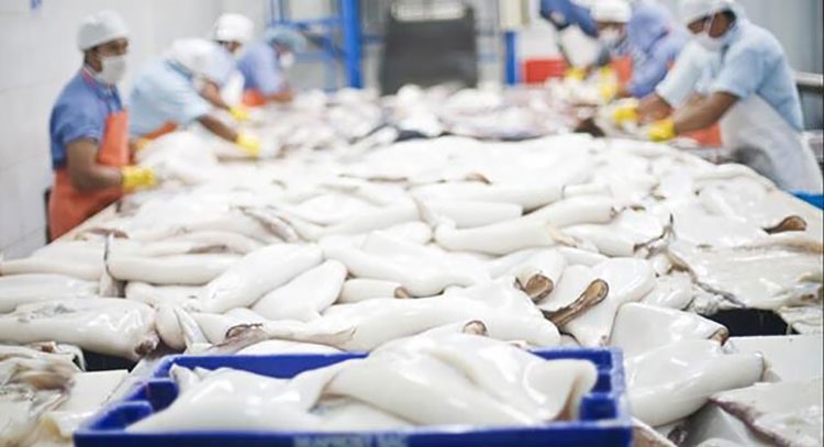 Xuất khẩu mực, bạch tuộc năm 2023 dự kiến tăng khoảng 15%