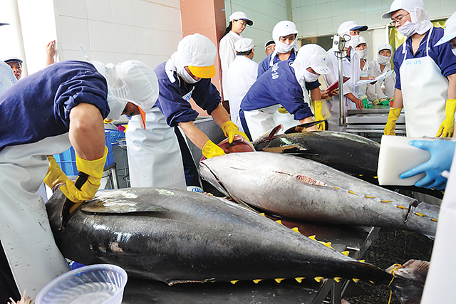 Xuất khẩu cá ngừ sang Peru tăng gấp đôi