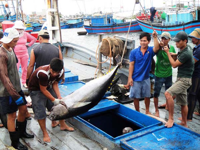 Doanh nghiệp xuất khẩu cá ngừ đối mặt với nhiều thách thức