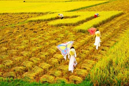 Nông dân đặt nhiều hy vọng vào giá lúa gạo vụ thu đông năm nay