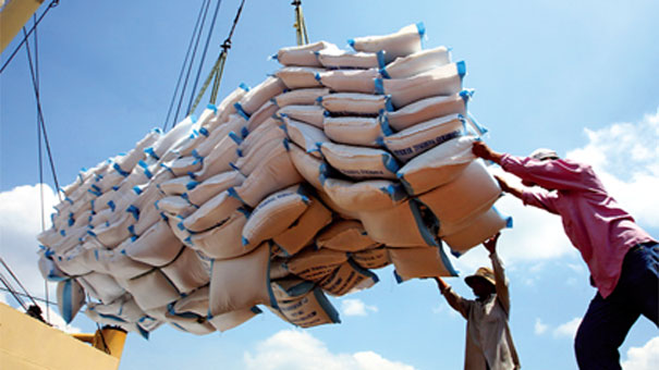 Giá lúa gạo vụ hè thu lên cao một phần là do những thuận lợi của thị trường xuất khẩu