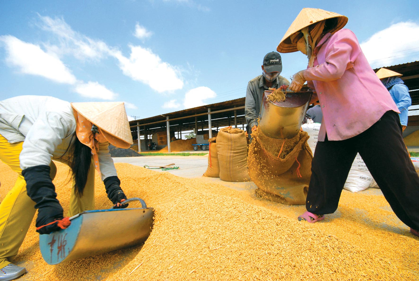 Chế biến gạo xuất khẩu ở đồng bằng sông Cửu Long - Anh: Lê Hoàng Vũ