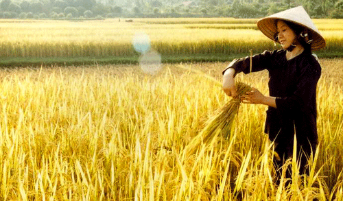Giá lúa gạo vụ hè thu đã đem lại niềm vui lớn cho người nông dân