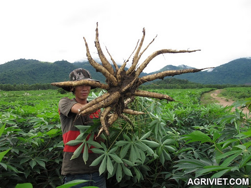 Xuất khẩu sắn lát của Việt Nam những năm qua đã đạt được tốc độ tăng trưởng thần kì