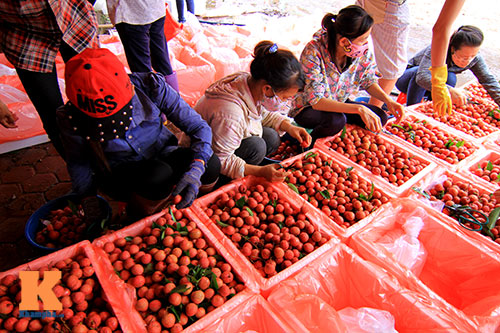 Nhật Bản hỗ trợ Việt Nam xuất khẩu nông sản, trong đó có vải thiều