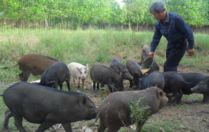 Chăn nuôi lợn dân dã là một ý tưởng kinh doanh mang lại lợi nhuận cao ở nông thôn 