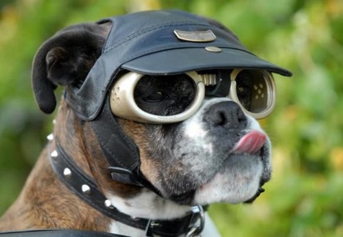 Một trong những ý tưởng kinh doanh từ thú cưng kiếm về cả triệu đô chính là dòng kính mắt cho chó