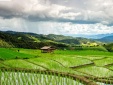 Chất lượng gạo Việt ổn định, từng bước nâng cao năng lực cạnh tranh