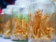 Chuyên gia khuyến cáo: Đông trùng hạ thảo nuôi cấy đơn giản tiềm ẩn hóa chất độc hại