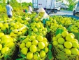 Năm 2023 - Trái cây Việt rộng đường vào các thị trường lớn