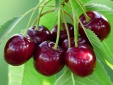 Cherry siêu rẻ ngập chợ mạng, cách phân biệt chuẩn nhất theo từng quốc gia nhập khẩu