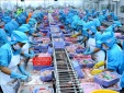 Giá tôm nguyên liệu giảm, xuất khẩu chưa khả quan hơn