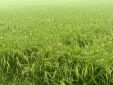 Tiến Nông- Tiên phong chuyển đổi sản xuất theo hướng nông nghiệp xanh, tuần hoàn và bền vững