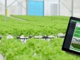 Từ nông dân truyền thống trở thành 'người điều hành farm số' chỉ bằng một nút chạm