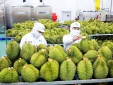 ISO 22000 - ‘tấm vé thông hành’ của doanh nghiệp thực phẩm