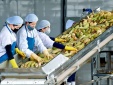 Ứng dụng KHCN, ĐMST trong bảo quản, chế biến thực phẩm nông, lâm, thủy sản
