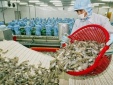 Thuế chống bán phá giá giảm, xuất khẩu tôm Việt sang Mỹ thêm thuận lợi