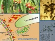 Lần đầu có chuẩn quốc gia định lượng Trichoderma koningii trong thuốc BVTV sinh học