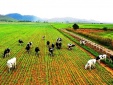 Vốn đầu tư của Việt Nam ra nước ngoài trong 4 tháng năm 2026 tăng 2,3 lần 