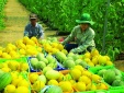 Bắc Ninh đẩy mạnh truy xuất nguồn gốc nông sản, hướng tới kết nối đồng bộ toàn quốc