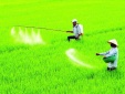 Ban hành Danh mục thuốc bảo vệ thực vật được phép và cấm sử dụng tại Việt Nam