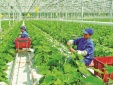 Chuyển đổi số trong hợp tác xã: Từ dữ liệu sản xuất đến mở rộng thị trường