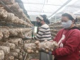 Không chỉ có cà phê, Đam Rông thử sức với nấm hương