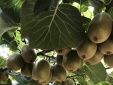 Kiwi châu Âu sẵn sàng chinh phục thị trường Việt Nam