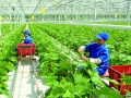 Phát triển nông nghiệp hữu cơ: Cần tập trung sản xuất sản phẩm đạt chuẩn