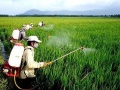 Khi thuốc bảo vệ thực vật sinh học cần một 'hàng rào' chất lượng