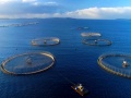 Xây dựng tiêu chuẩn về cơ sở nuôi cá biển công nghiệp
