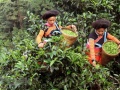 Tiêu chuẩn cơ sở - nền tảng phát triển bền vững chè Shan rừng Tà Xùa