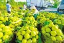 Năm 2023 - Trái cây Việt rộng đường vào các thị trường lớn