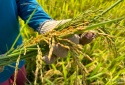Trồng lúa theo quy trình nghiêm ngặt để giảm phát thải, bán tín chỉ carbon 