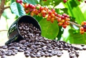 Canh tác nông nghiệp tái sinh, giảm thiểu phân bón hóa học giúp ngành cà phê giảm phát thải khí nhà kính