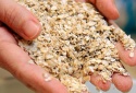 Hơn 28 tấn yến mạch của Công ty Grain Millers bị thu hồi tại Mỹ do nghi ngờ lẫn tạp chất nhựa