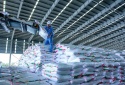 Bứt phá toàn diện, Phân bón Cà Mau giữ thế chủ lực trong vụ mùa Hè Thu