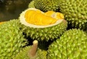 Thí điểm truy xuất nguồn gốc sầu riêng hướng tới minh bạch chuỗi cung ứng