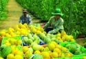 Bắc Ninh đẩy mạnh truy xuất nguồn gốc nông sản, hướng tới kết nối đồng bộ toàn quốc