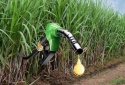 Nhật Bản đề xuất tiêu chuẩn khí thải mới cho nguyên liệu ethanol nhập khẩu 