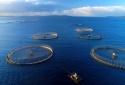 Xây dựng tiêu chuẩn về cơ sở nuôi cá biển công nghiệp