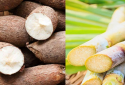 Lưu ý khi chọn mua các sản phẩm mì chính trên thị trường