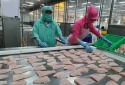 Khoa học công nghệ thúc đẩy năng suất, chất lượng vùng Đồng bằng sông Cửu Long