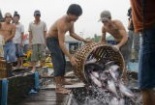 Tranh cãi dữ dội về chất lượng thủy sản xuất khẩu